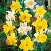 Hectarul - Bulbi de narcise Large Cupped Mixed, 5 bulbi